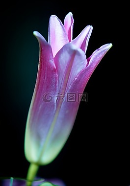 百合,芽,廠
