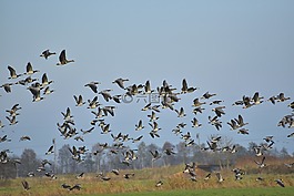 鵝,飛,鳥類