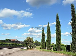檜樹,云,天空