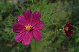 紫色的花朵,花卉,春天