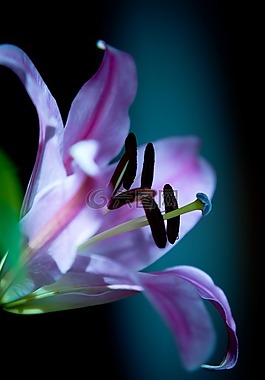 百合,開芽,粉紅色