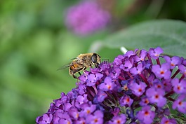 hoverfly,大黄蜂模仿,volucella zonaria
