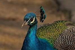 孔雀,鳥,動(dòng)物園
