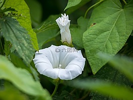 旋花,開花,芽