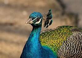 孔雀,鳥,動(dòng)物園