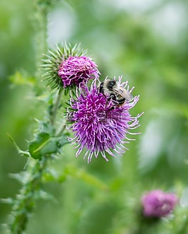 蜜蜂,薊,開花