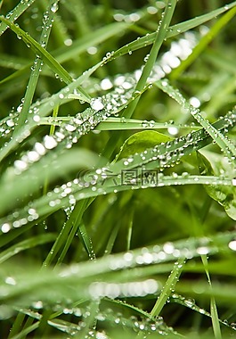 草,綠色,雨