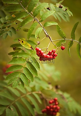 秋季,紅色,綠色