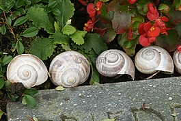 蜗牛,蜗牛壳,组