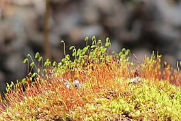 新的生活,生活,春