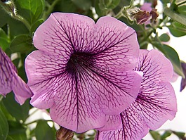夏季,花,廠