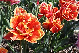 郁金香,花卉,給郁金香園地