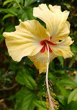 槿,花,黃色