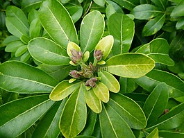 choisya 半夏,墨西哥橙花,野花