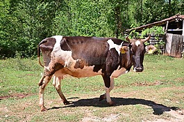 自然,村,動物