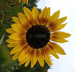 太陽花,夏季,黃色