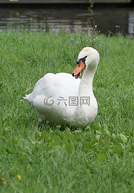 天鵝,水,白