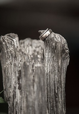 新娘和新郎,環(huán),樹