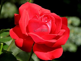 玫瑰,紅色,開花
