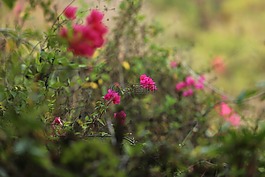 for,bougainvillea,spectabilis