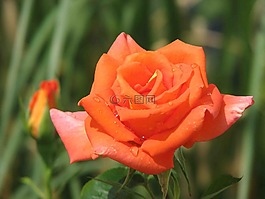 玫瑰,橙,開(kāi)花