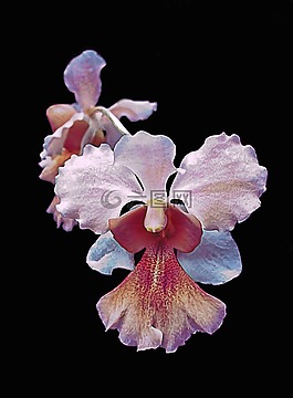 蘭花,孤立,花