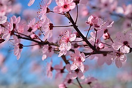 鮮花,pesco,羅莎