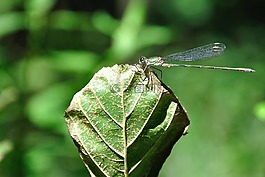 葉,昆蟲,蜻蜓