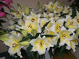 鮮花,百合,植物區(qū)系