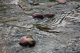 close,up,nature
