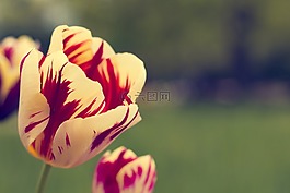 郁金香,紅色,夏季