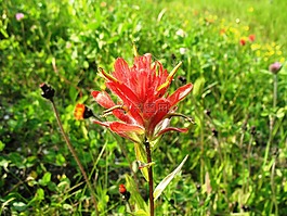印第安畫筆,castilleja 花,鮮花