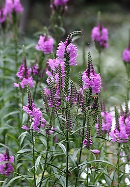 最后開(kāi)花,鮮花,紫