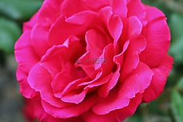 玫瑰,花,花園
