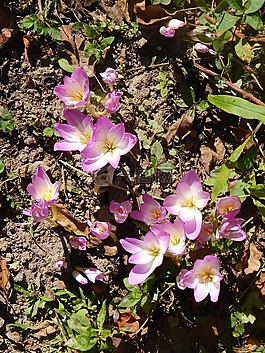 番紅花,鮮花,秋季