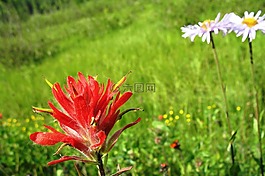 印第安畫筆,castilleja 花,雛菊