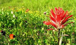 印第安畫筆,castilleja 花,鮮花