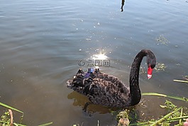 天鵝,黑色,湖