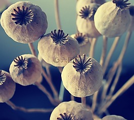 poppyhead,阴影,光