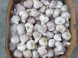 大蒜,健康,香料