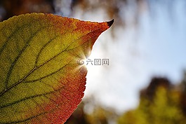 葉子,關(guān)閉,背光