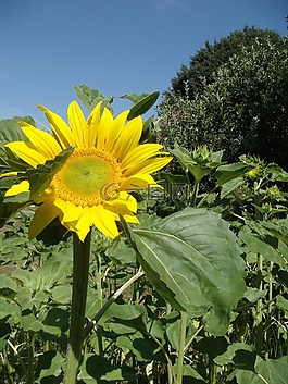 花卉,向日葵,黃色