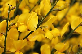 黃色,鮮花,水華