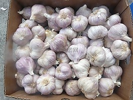 大蒜,główkowaty,花的季节