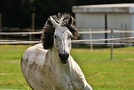 模具,馬,對動物的愛
