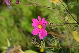 花,按鈕的花朵,顏色粉色