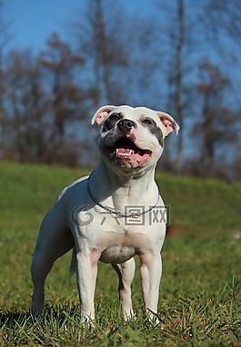 斯塔福郡斗牛梗,白色的斯塔福郡斗牛犬,藍色的斯塔福郡斗牛犬