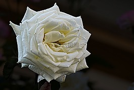 玫瑰,開花,時(shí)尚玫瑰