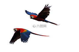鸚鵡,飛行,孤立