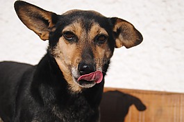 狗,動物,可愛